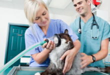 The Impact of Veterinary Stickers on Enhancing Clinic Ambiance and Client Satisfaction