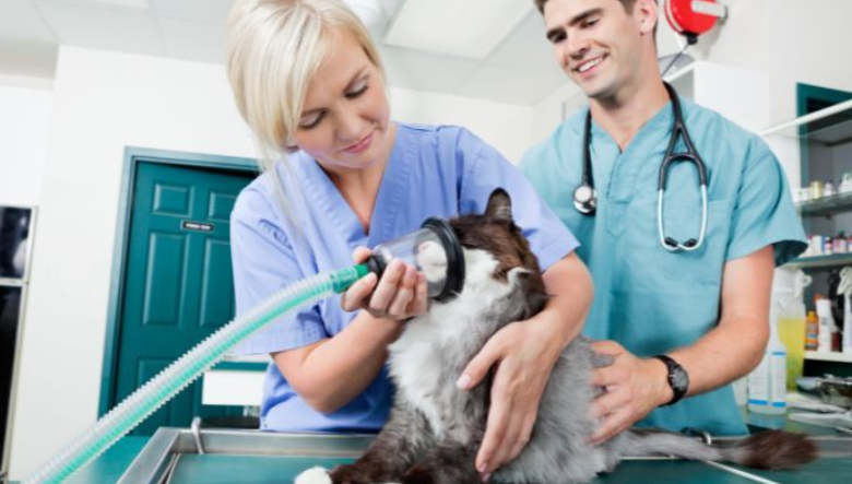 The Impact of Veterinary Stickers on Enhancing Clinic Ambiance and Client Satisfaction