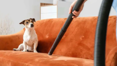 DIY Pet-Friendly Cleaning Hacks Featuring Your Lint Buster