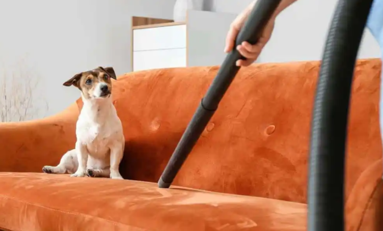 DIY Pet-Friendly Cleaning Hacks Featuring Your Lint Buster