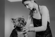 What To Do If Your Dog's Fur Is Knotting