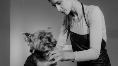 What To Do If Your Dog's Fur Is Knotting