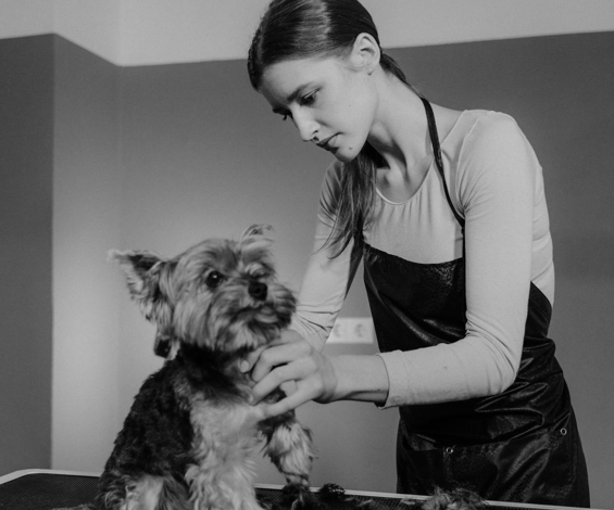 What To Do If Your Dog's Fur Is Knotting