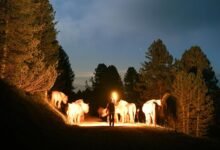 lopulgunzer usage considerations explained